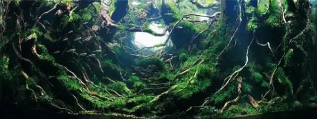 杜鹃根的采集和处理方法-水草缸造景