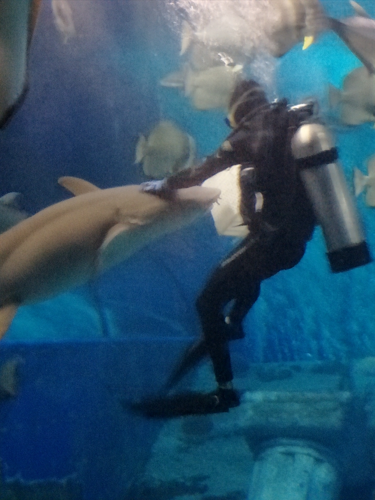 北京南到太平洋海底世界,走进太平洋海底世界视频