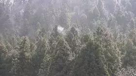 日本花粉症为什么这么多,日本花粉症克星终于找到了