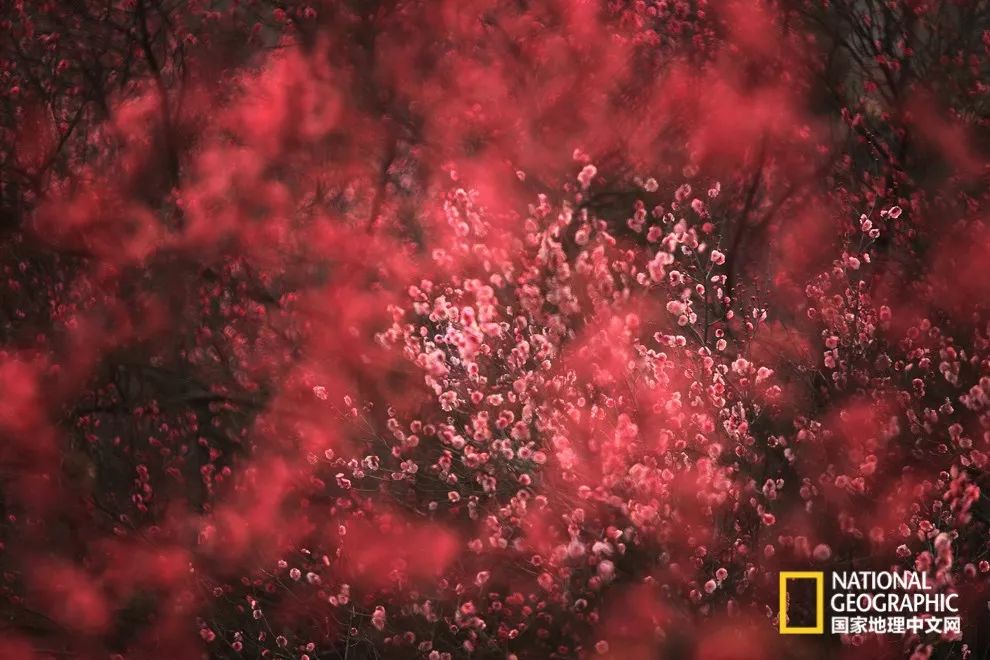 错过需再等一年！来南京看万株梅花海“淡粉宫妆”！