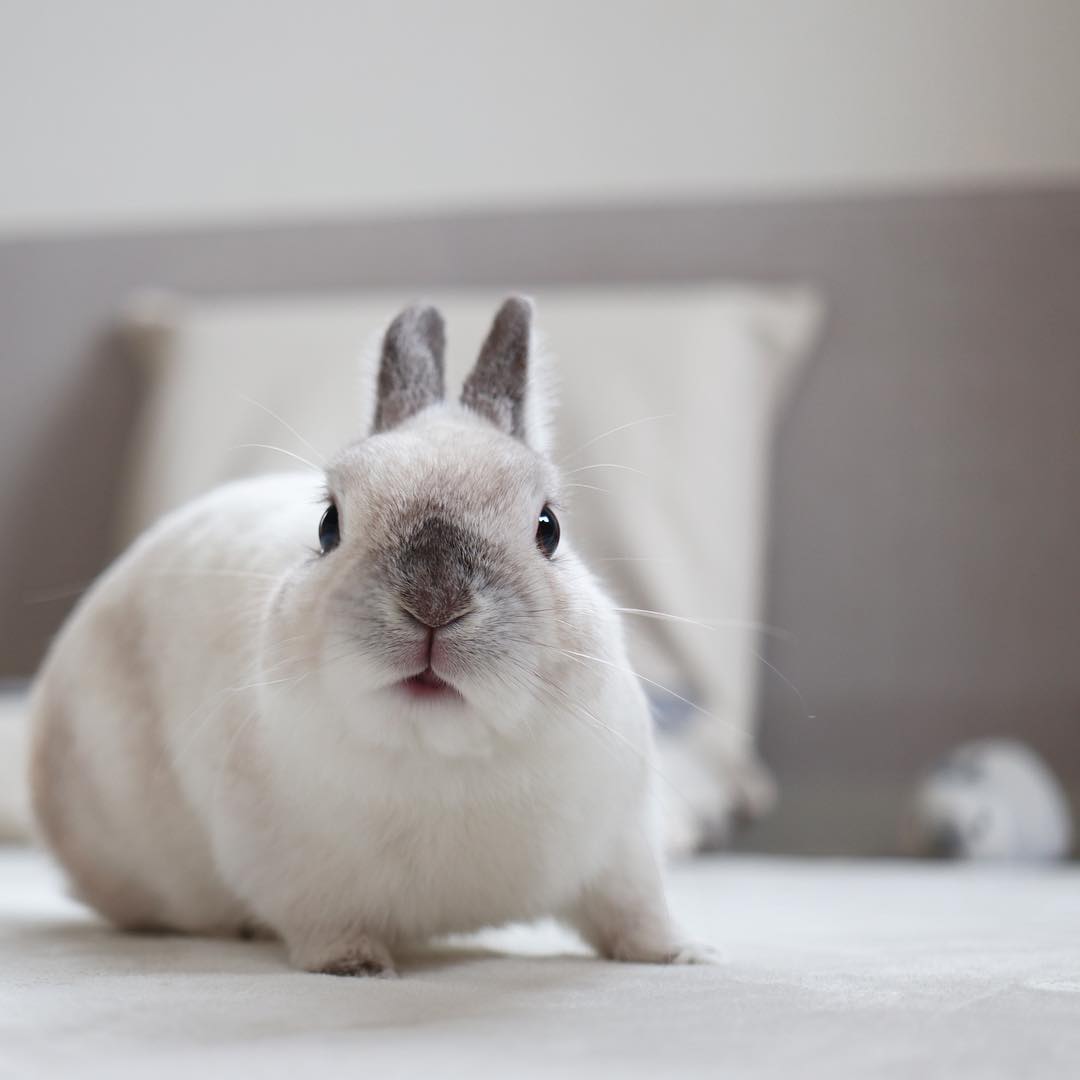 仓鼠需要磨牙吗用什么磨牙,仓鼠磨牙用什么磨牙最好