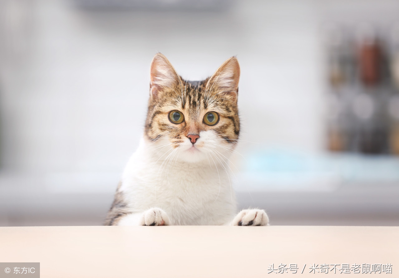 家里有只猫咪又抱了一只怎么相处,抱猫咪怎样才能让猫咪不咬你