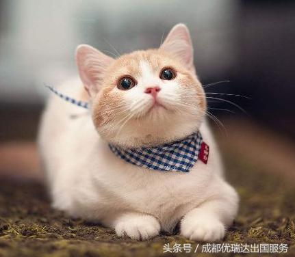 美国海关禁止和限制入境的物品,美国海关入境携带物品规定