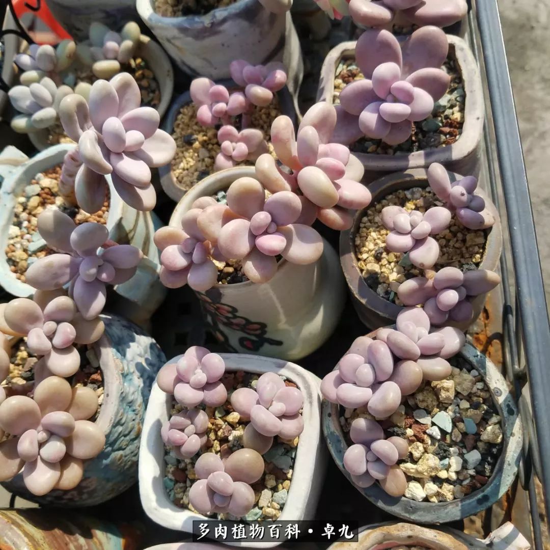 养多肉你遇到的奇葩事,养多肉的男士