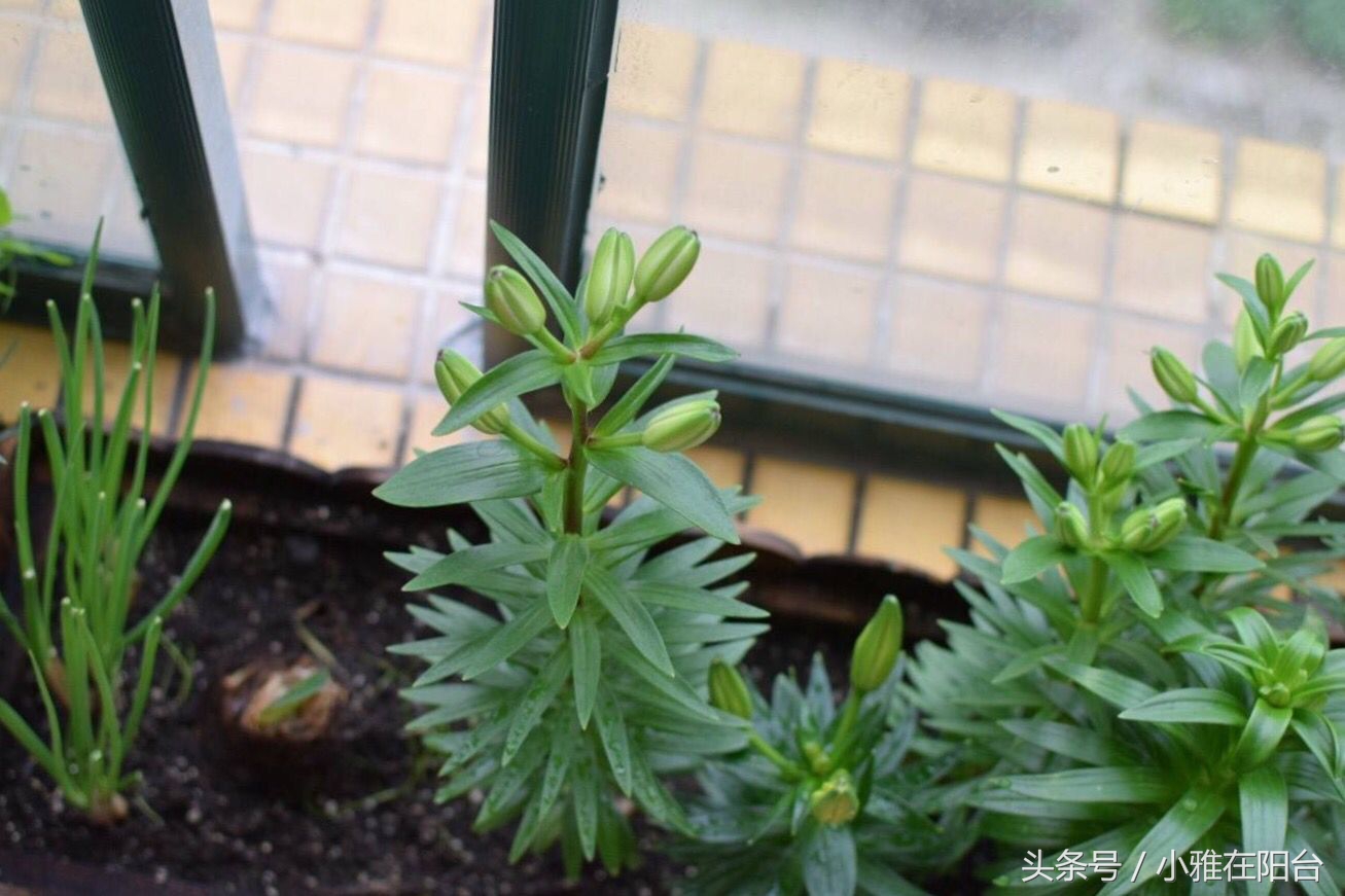 怎么给花土消毒除虫,种花前如何对花土消毒