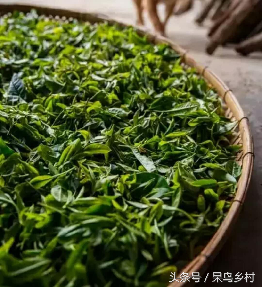 五峰采茶,五峰茶园采茶