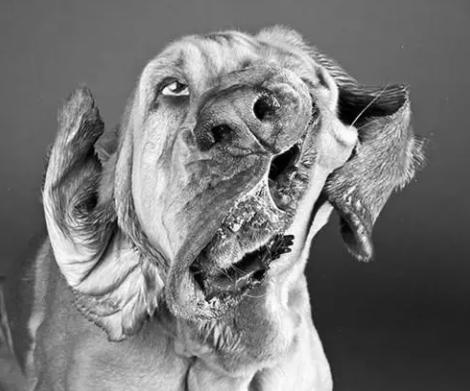 狗狗喜欢咬鞋子怎么办,狗狗喜欢咬东西怎么办