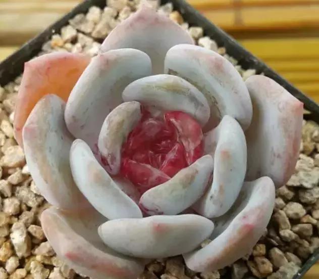 多肉除虫最佳时间,多肉怎么不用药杀虫