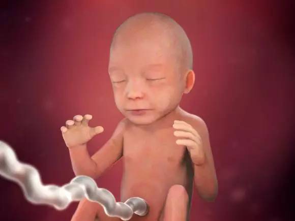 孕宝宝发育图1-40周动画,胎宝宝发育视频纪录片