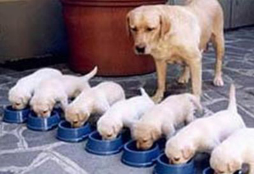 狗狗怀孕了怎么办?这些护理方法你知道吗?