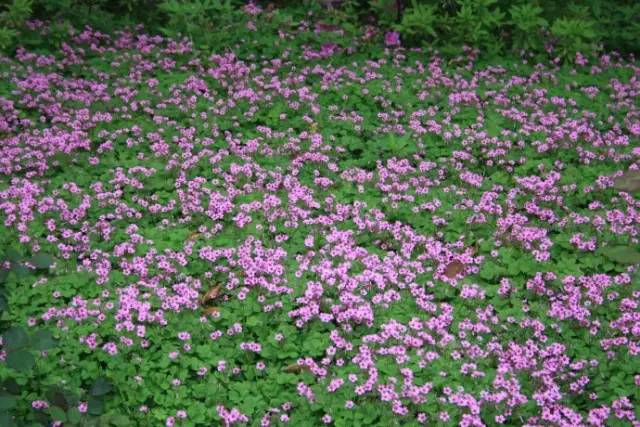红花酢浆草和苜蓿草的区别,红花酢浆草植物简介