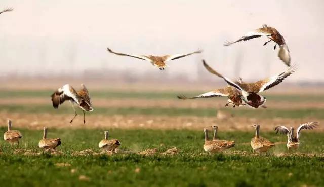 旅游河南推荐中国的迪士尼,河南多少个迪士尼乐园