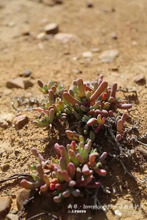 必看|台湾是中国的,多肉是世界的!