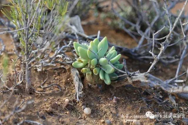 必看|台湾是中国的,多肉是世界的!