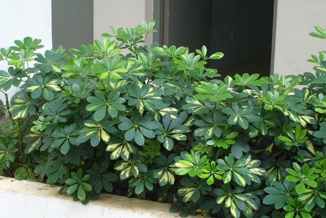 发财树的养殖方法与注意事项,发财树养殖方法和注意事项有哪些