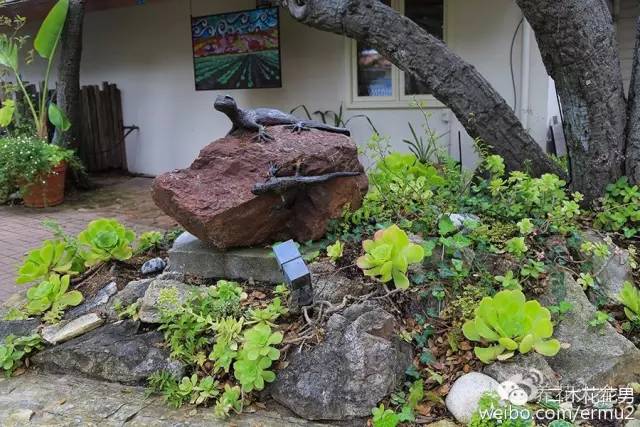 必看|台湾是中国的,多肉是世界的!