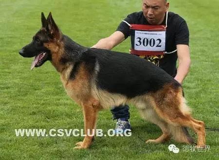 原创丽峰犬舍-VA11小杜的母亲在这里出生