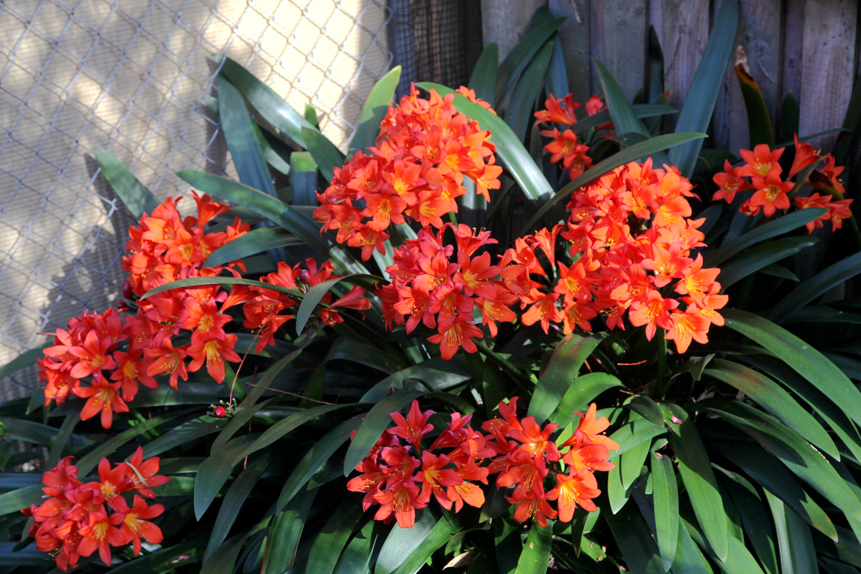 兰花玉肌翠骨、纯朴雅丽。