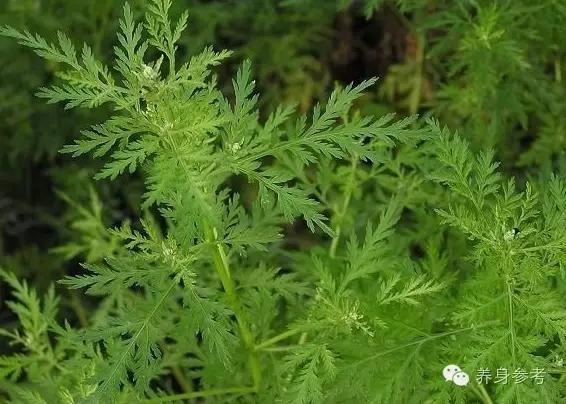 路边的野草也能降血压！你想不到的降压方法就在这~