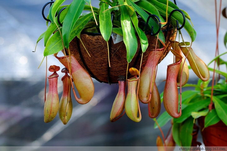孩子被蚊子叮咬留下黑斑怎么消除,孩子一到夏天就容易被蚊虫叮咬