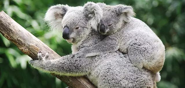 长隆适合小朋友玩的地方,长隆有哪些小朋友可以玩的项目