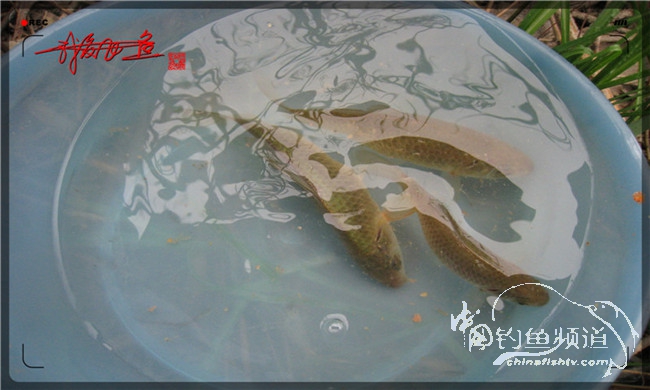 风雨无阻之我爱飞鱼去‘*欢寻**’！