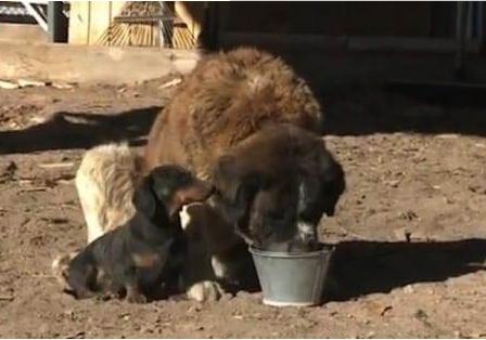 为救主人狗狗舍命相救,为救主人还剩半张脸的狗狗