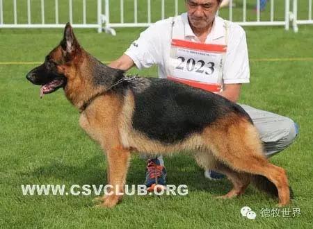 原创丽峰犬舍-VA11小杜的母亲在这里出生