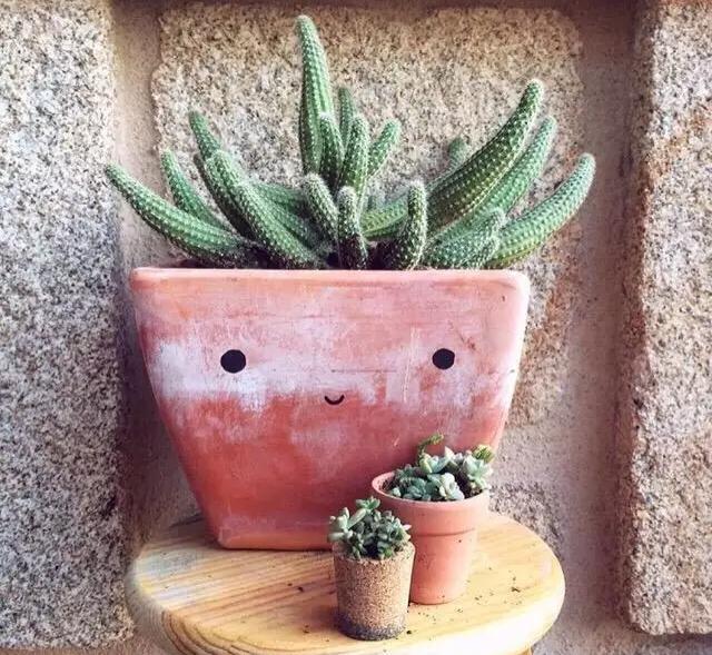 ins多肉,外国大神多肉