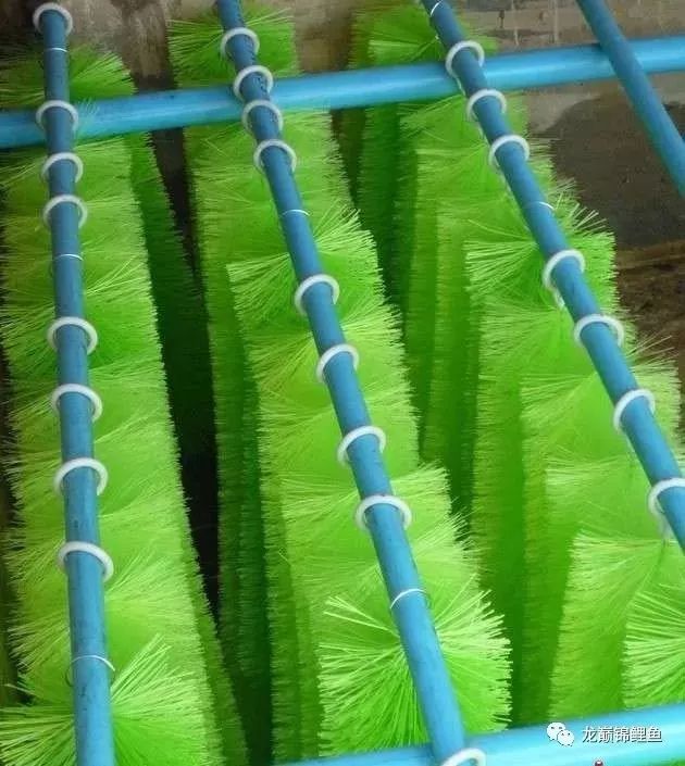 鱼缸水质ph值如何调节,鱼缸ph值什么意思