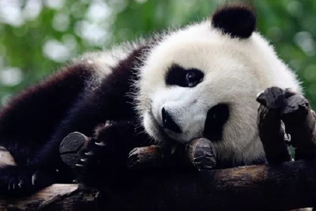 动物们嗷嗷待哺，在北京周边这个度假区里，你就是饲养员！