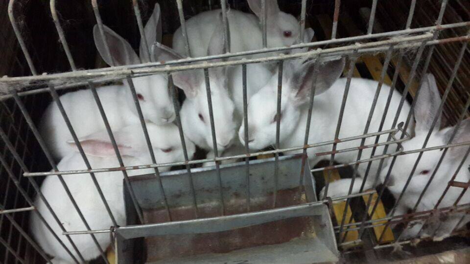 兔肉养殖难点有哪些,兔肉养殖