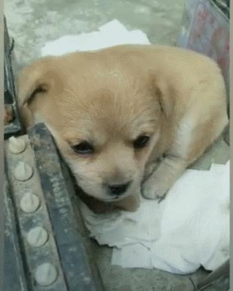 小狗在窝里老想出来,小狗舍不得狗妈妈哭了