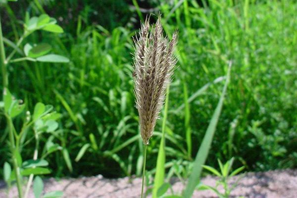 农村常见100种野花图片及名称,农村常见的50种野花名字