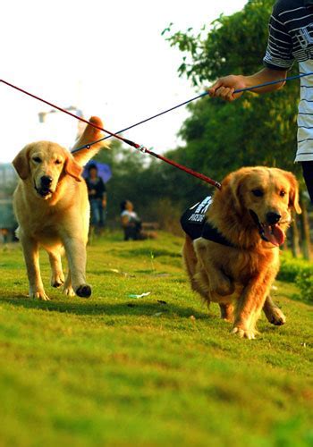 遛狗时被别人嫌弃,怎么养狗才算文明养犬