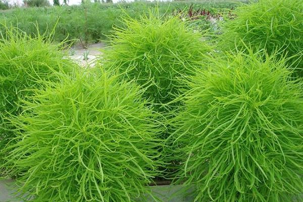 农村常见100种野花图片及名称,农村常见的50种野花名字