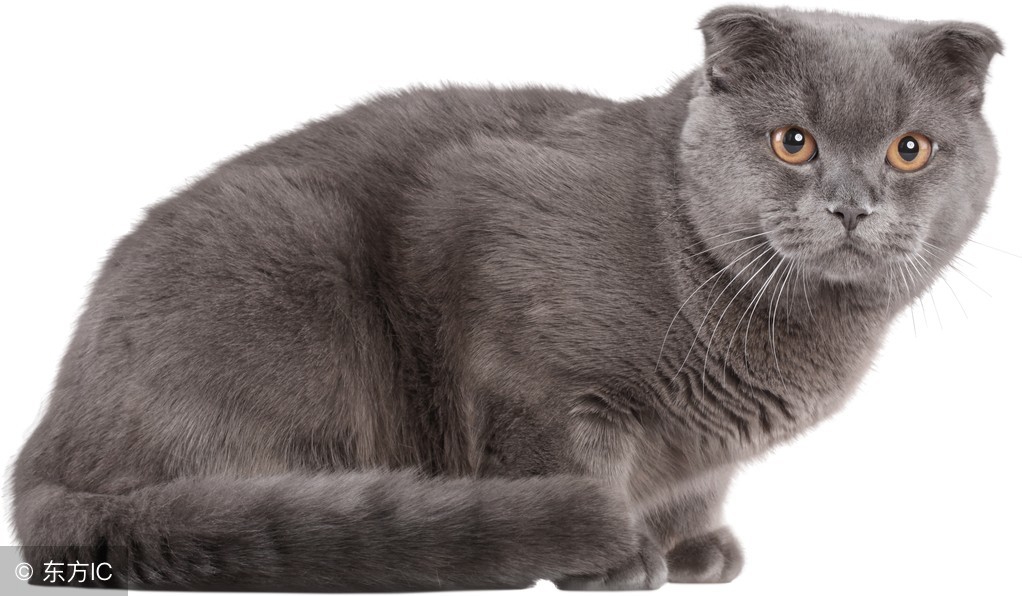 英短银渐层猫的饲养方法,英短金渐层饲养攻略