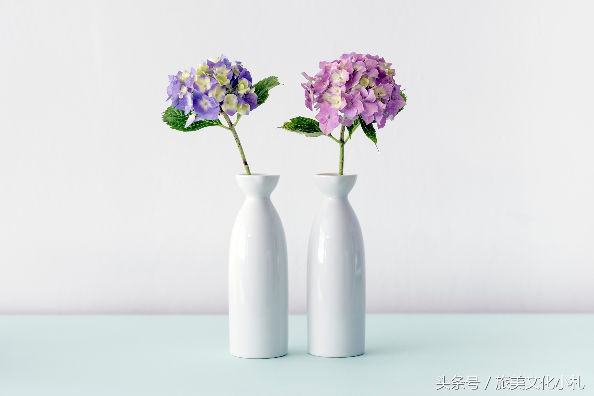 薰衣草花语代表爱情,衣草的花语是等待幸福