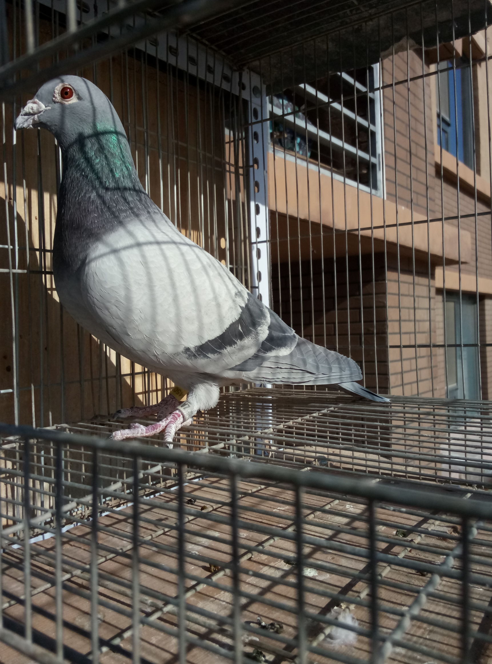 种鸽自由繁育,种鸽喂雏鸽多久重新配对