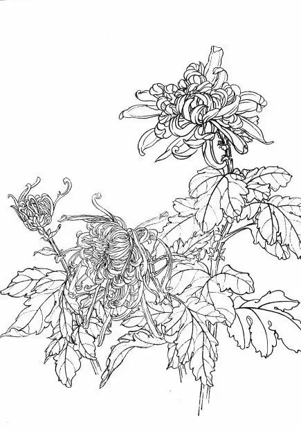教你一步一步勾勒白描菊花,国画菊花勾线白描怎么画