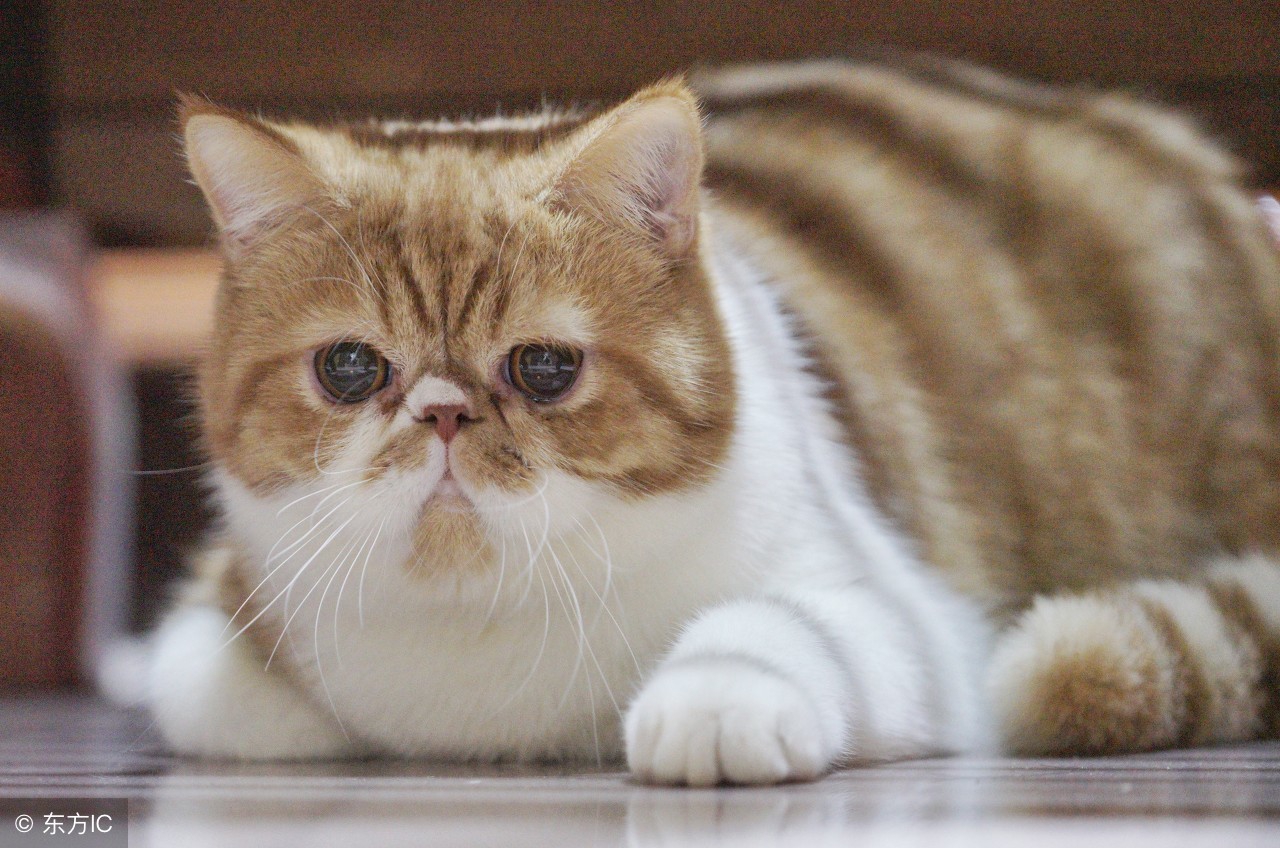 花盆里的猫尿味怎么去除,棉被猫尿味怎么彻底去除