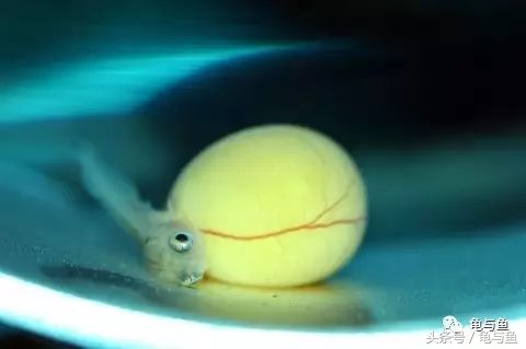 过背金龙鱼成长记录,过背金龙鱼1个月能长多少