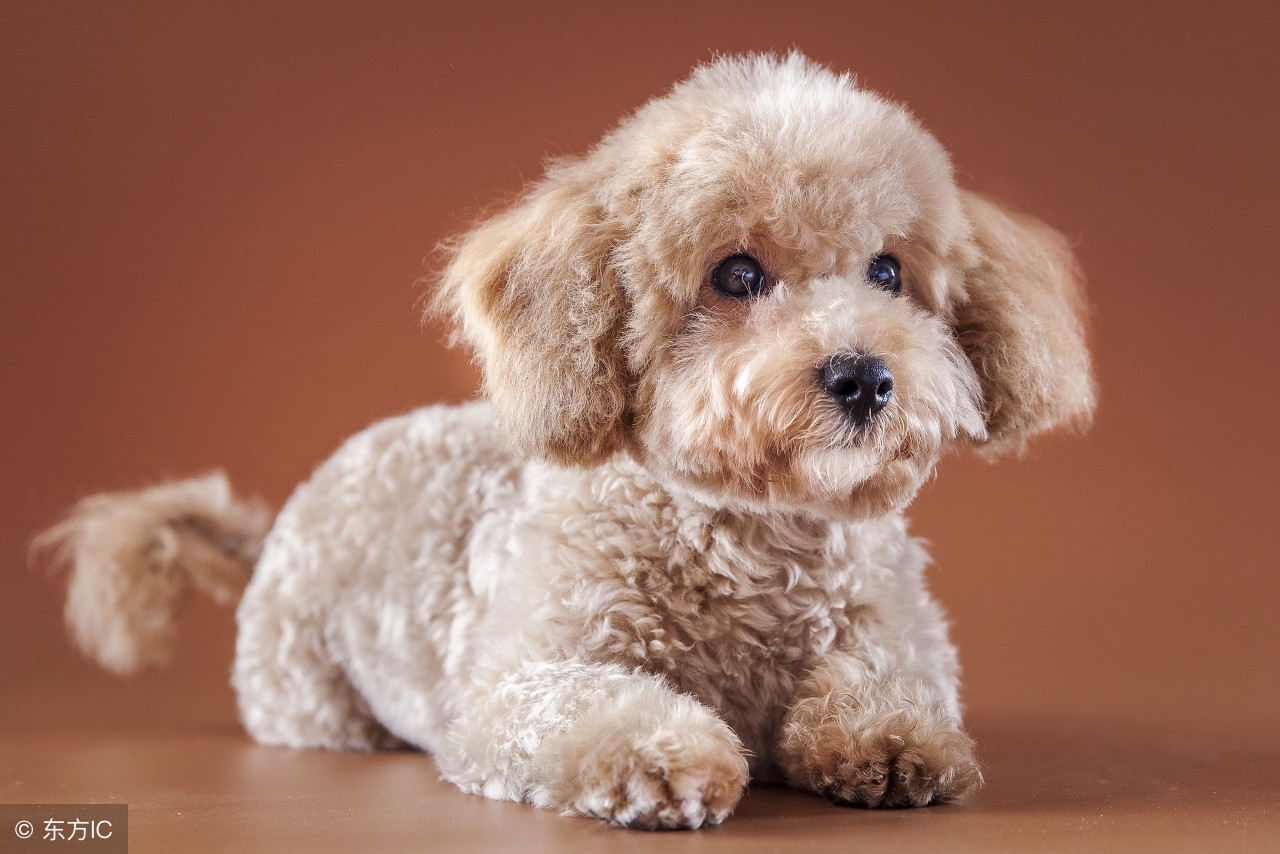 贵宾犬剪眼睛毛,贵宾犬剪毛用什么剪刀