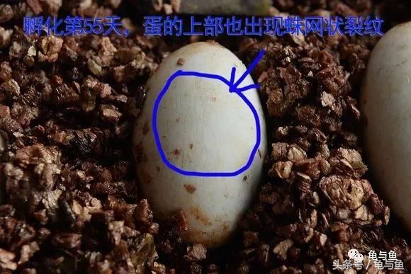 草龟孵化成长全过程,草龟养几年才孵蛋出来