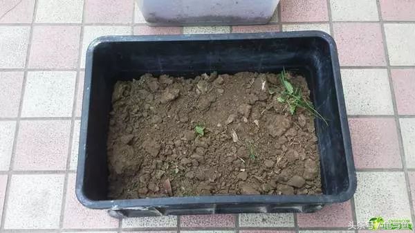 冬眠的正确疗法,冬眠的动物都怎么样越冬