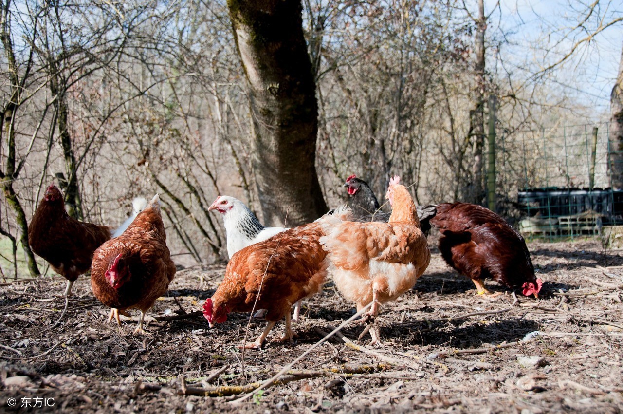 养鸡十大陷阱视频,如何高效养鸡鸭鹅