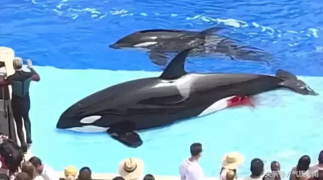 代购骗局朋友圈,朋友圈代购真实案例