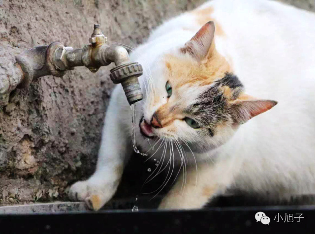 10个月走遍13个国家90后女生只身闯中东|美人记