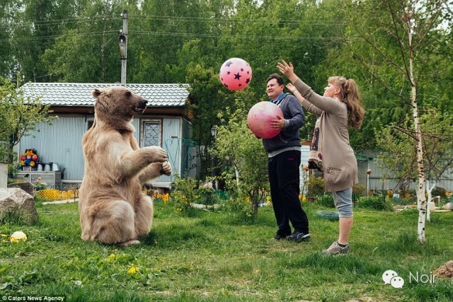 两米长、重300磅的熊成为家庭成员，和你一起看电视做家务，如何？