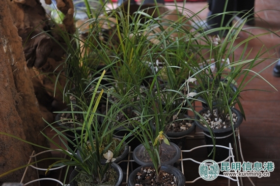 2019昆明兰花展的时间,云南省第十九届国际兰花博览会